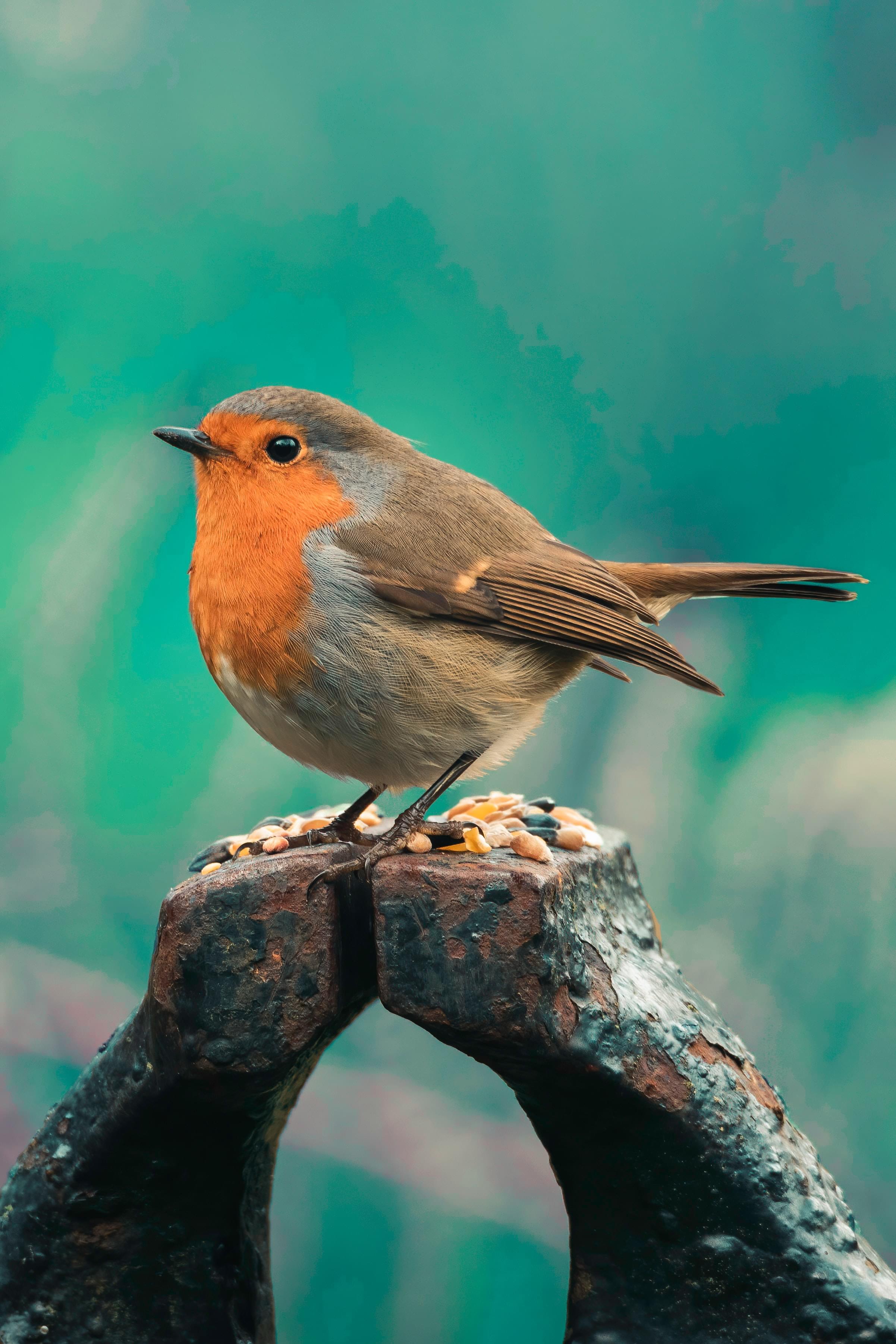 Bird Image