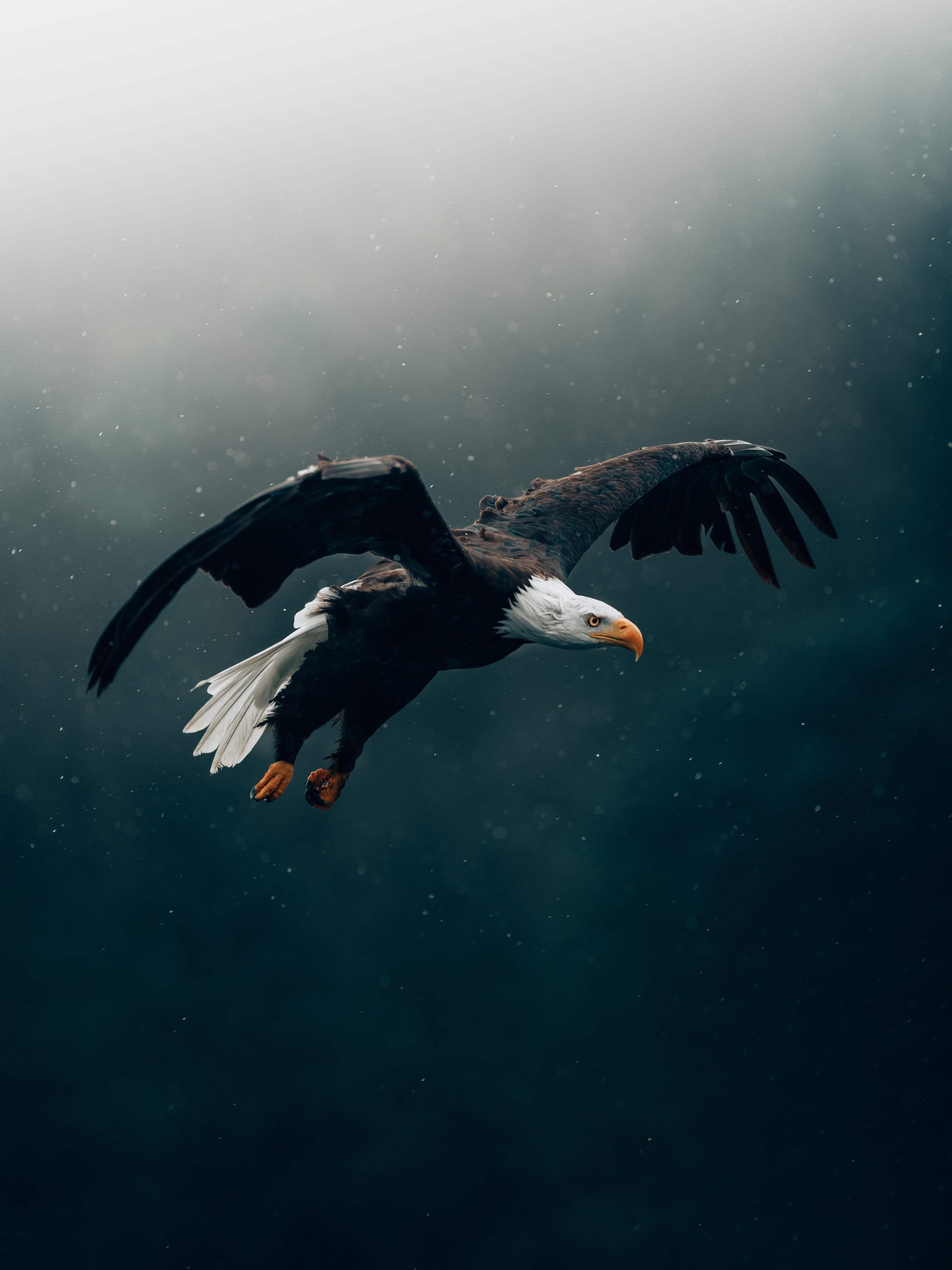 Eagle Image