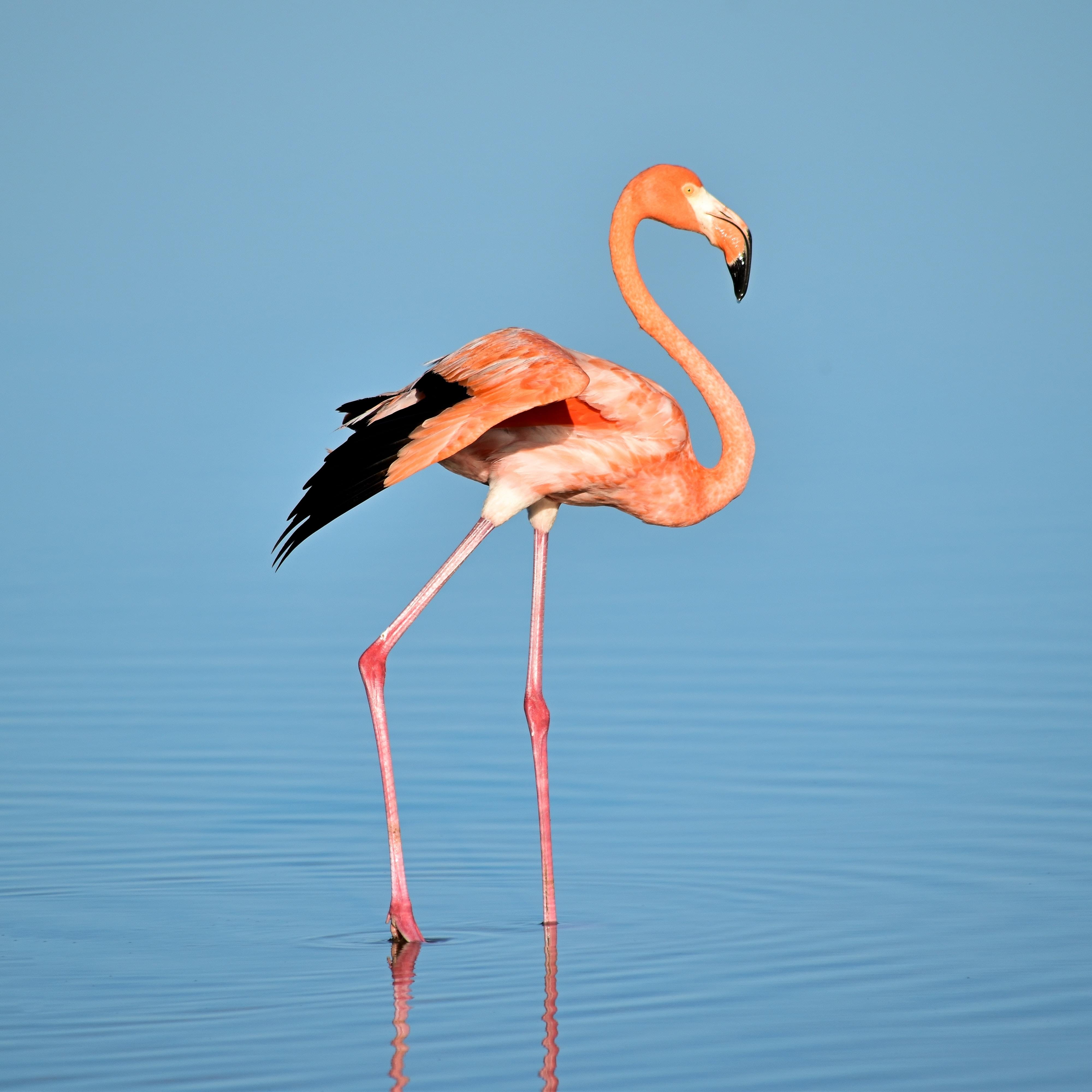 Flamingo Image