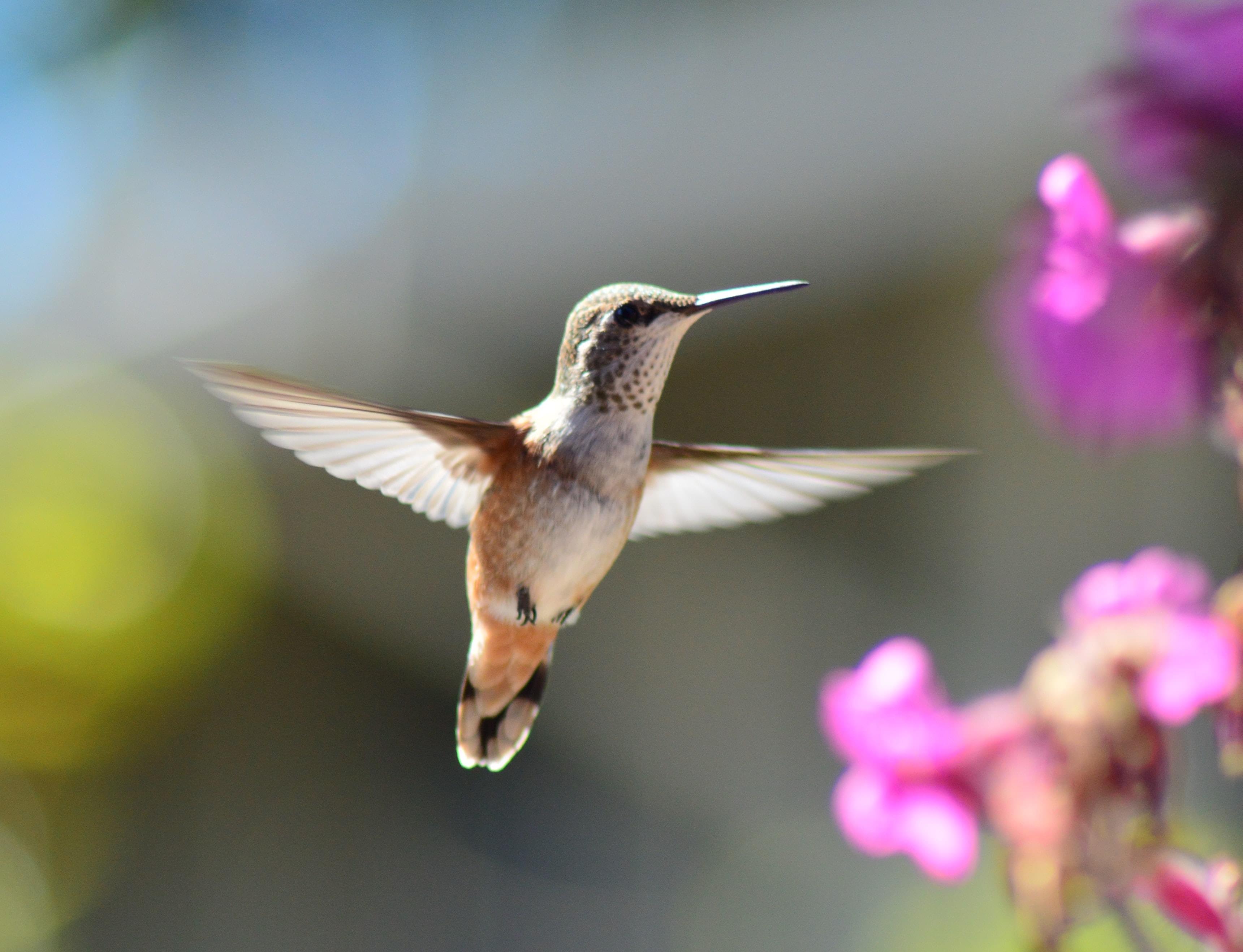Hummingbirds Image