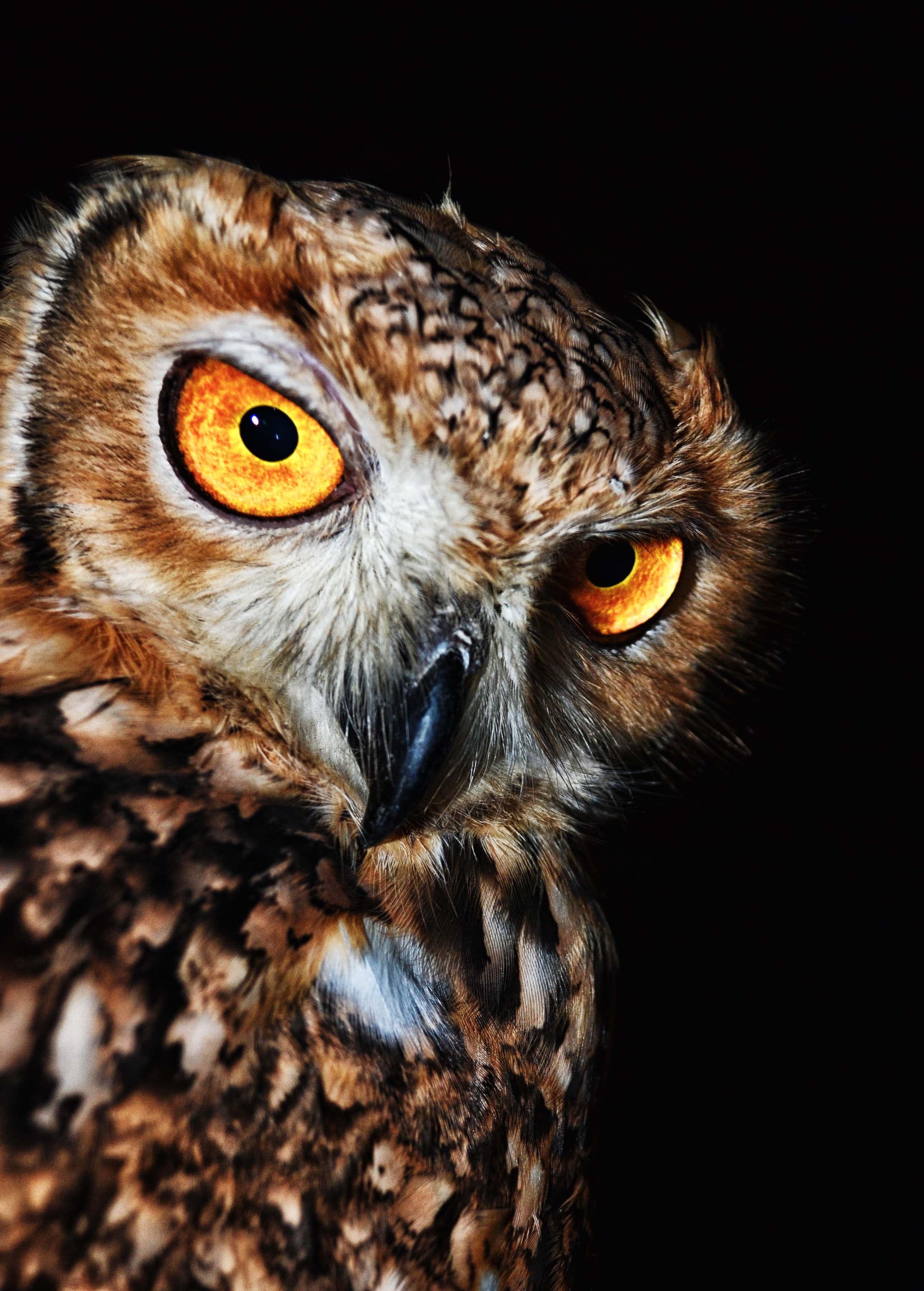 Owl Image